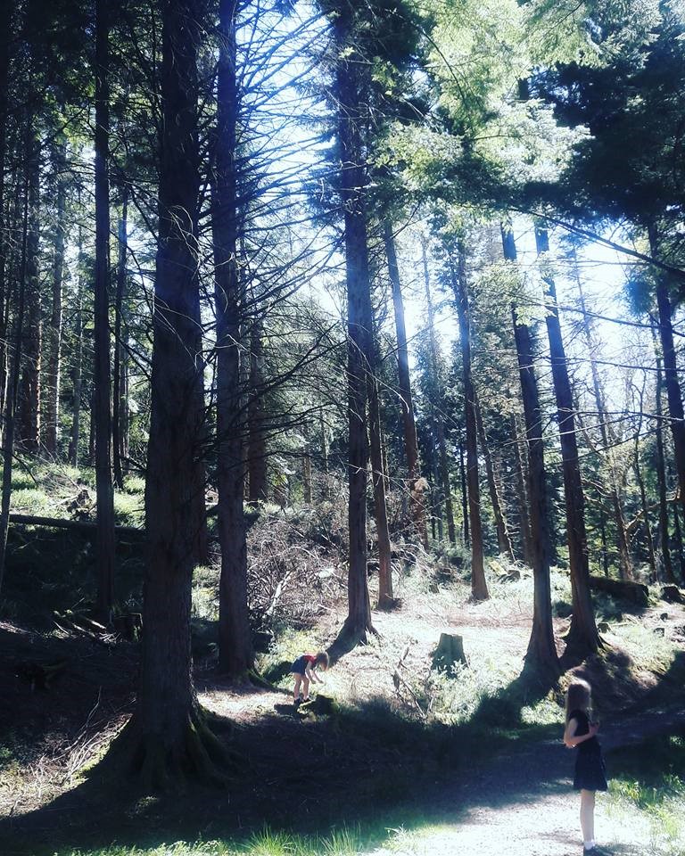 Kielder Forest