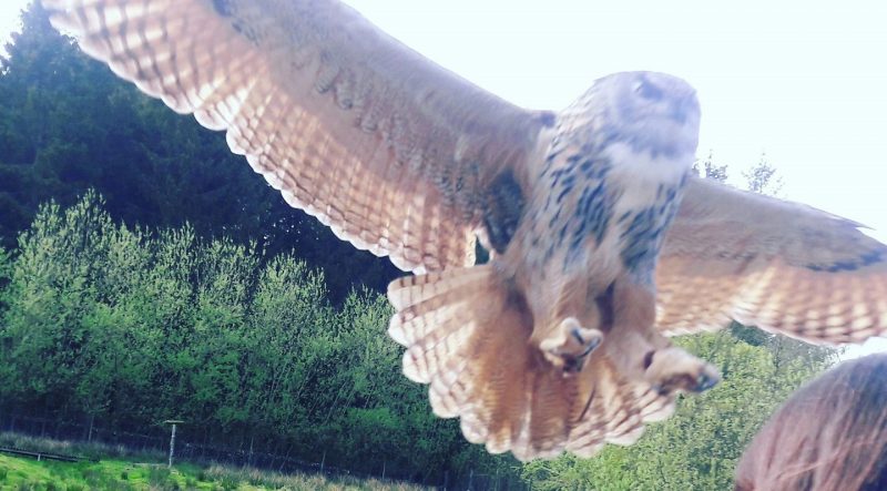 Owl Bird of Prey Centre Leaplish Kielder